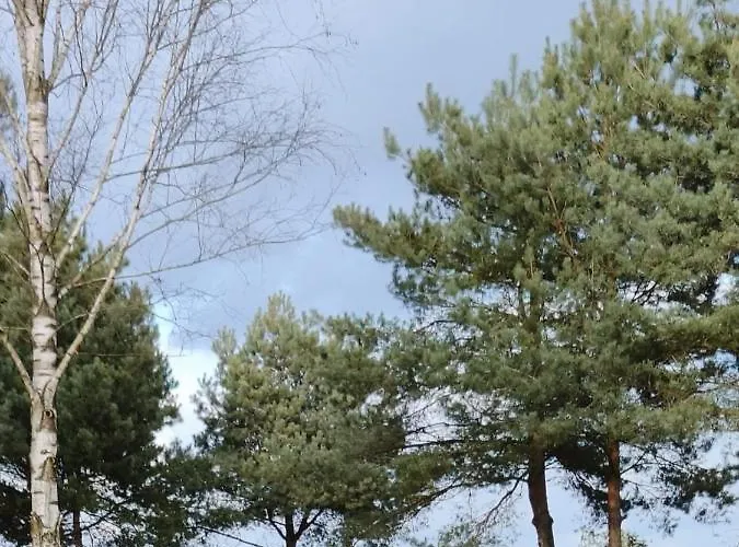 Zagajnik Country Camp Obok Suntago Grabce-Towarzystwo